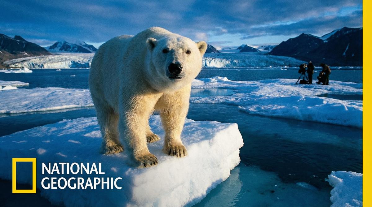 每日大赛北极熊视频